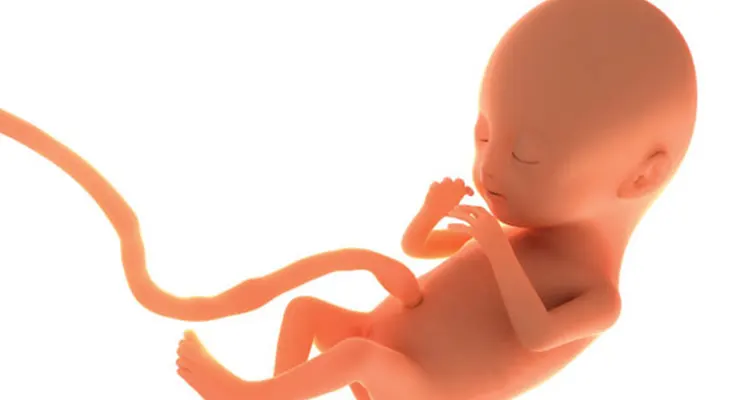 Cordão umbilical: por que essa é uma das melhores fontes de células-tronco mesenquimais?